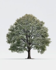 Obraz premium Full shot of a large tree, light gray-green leaves, against a plain white background