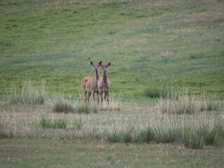 Two Siberian Roe Deer female