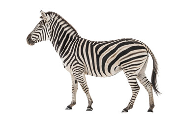 Full body side profile of a zebra isolated on transparent background