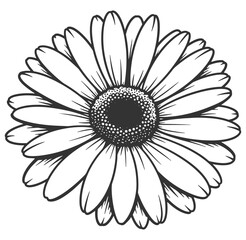 Detailed black and white illustration of a delicate gerber daisy flower blossom isolated on white background