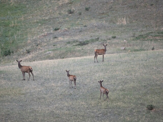 Flock of Siberian Roe Deer female