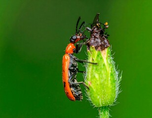 Red beetle on green seedpod
