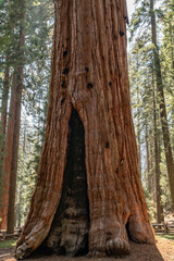 Sequoiadendron giganteum (giant sequoia, giant redwood, Sierra redwood or Wellingtonia) is a species of coniferous tree. General Sherman Tree Trail, Sequoia National Park, California. Sierra Nevada

