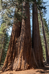 Sequoiadendron giganteum (giant sequoia, giant redwood, Sierra redwood or Wellingtonia) is a species of coniferous tree. General Sherman Tree Trail, Sequoia National Park, California. Sierra Nevada

