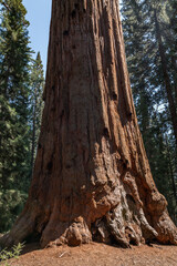 Sequoiadendron giganteum (giant sequoia, giant redwood, Sierra redwood or Wellingtonia) is a species of coniferous tree. General Sherman Tree Trail, Sequoia National Park, California. Sierra Nevada

