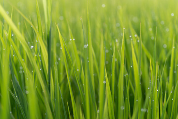 朝露に濡れる稲穂	