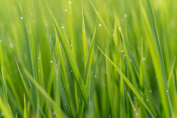 朝露に濡れる稲穂	