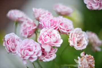 A fading pink rose bush