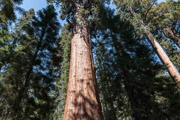 Fototapeta premium Sequoiadendron giganteum (giant sequoia, giant redwood, Sierra redwood or Wellingtonia) is a species of coniferous tree. General Sherman Tree Trail, Sequoia National Park, California. Sierra Nevada