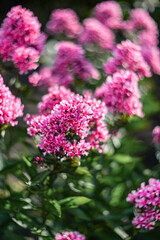 A beautiful flowering bush of pink paniculate phlox in the garden