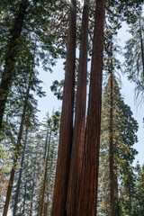 Sequoiadendron giganteum (giant sequoia, giant redwood, Sierra redwood or Wellingtonia) is a species of coniferous tree. General Sherman Tree Trail, Sequoia National Park, California. Sierra Nevada