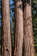 Obraz premium Sequoiadendron giganteum (giant sequoia, giant redwood, Sierra redwood or Wellingtonia) is a species of coniferous tree. General Sherman Tree Trail, Sequoia National Park, California. Sierra Nevada