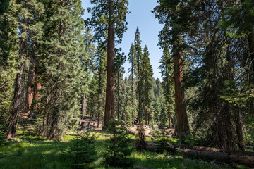 Sequoiadendron giganteum (giant sequoia, giant redwood, Sierra redwood or Wellingtonia) is a species of coniferous tree. General Sherman Tree Trail, Sequoia National Park, California. Sierra Nevada