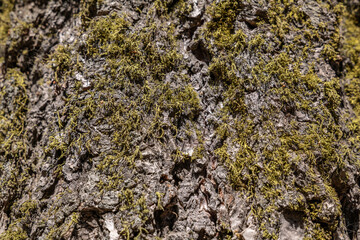 Letharia vulpina, commonly known as the wolf lichen, is a fruticose lichenized species of fungus in the family Parmeliaceae. General Sherman Tree Trail, Sequoia National Park, California. pine 

