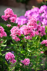 A beautiful flowering bush of pink paniculate phlox in the garden