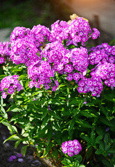 A beautiful flowering bush of pink paniculate phlox in the garden