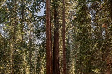 Fototapeta premium Sequoiadendron giganteum (giant sequoia, giant redwood, Sierra redwood or Wellingtonia) is a species of coniferous tree. General Sherman Tree Trail, Sequoia National Park, California. Sierra Nevada