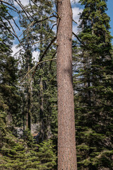 Pinus lambertiana (sugar pine or sugar cone pine) is the tallest and most massive pine tree and has the longest cones of any conifer. General Sherman Tree Trail, Sequoia National Park, California