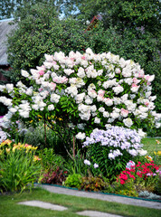 Fototapeta premium a large bush of white hydrangea