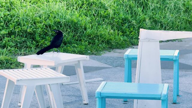 Zanate en las sillas