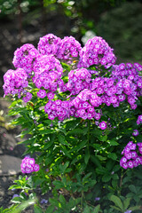 A beautiful flowering bush of pink paniculate phlox in the garden