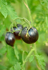 Black tomatoes growing on vines in a greenhouse