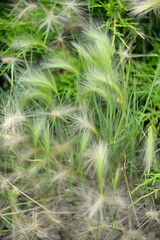 Beautiful ears of corn in the garden
