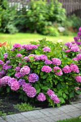 Pink bigleaf hydrangea in the garden