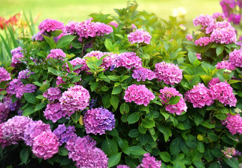 Pink bigleaf hydrangea in the garden