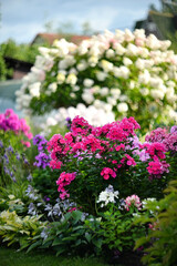 A beautiful flowering bush of pink paniculate phlox in the garden