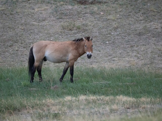 Przewalski's Horse