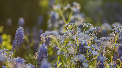 Obraz premium A flower bed with forget-me-nots in the sunset
