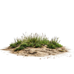 Coastal dune vegetation, summer day, sandy beach, background blur, nature design