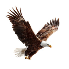 Bald eagle in flight, wildlife, nature, freedom