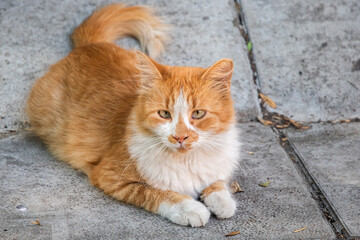 Cute ginger and white cross-eyed street cat lying on pavement