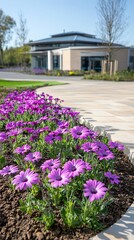 Colorful Purple Flowers in Garden Pathway with Modern Building in Background