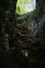 Ancient tree roots form a natural, winding staircase in a sun-dappled forest path