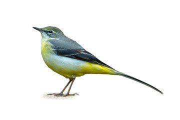 Grey Wagtail standing alert on the ground, displaying its sleek grey back and vibrant yellow underparts with an elegant long tail.