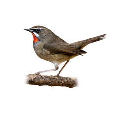Siberian Ruby Throat perched on a branch, showcasing its vivid red throat and alert stance against a white background.