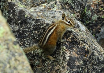    a cute  least chipmunk perched amongst the boulders on the williams lake trail in summer in the new mexico rocky mountains near taos ski valley     