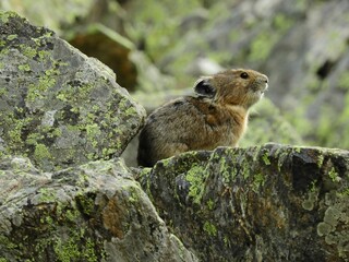 a cute american pika perched amongst the boulders on the williams lake trail in summer in the new mexico rocky mountains near taos ski valley