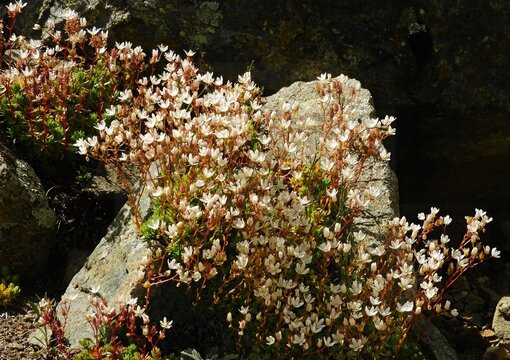  delicate white stonecrop wildflowers growing  over boulders next to williams lake in the rocky mountains of new mexico , near taos ski valley 