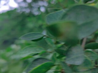 A close-up photograph of vibrant green leaves showcasing intricate texture against a natural outdoor background.	
