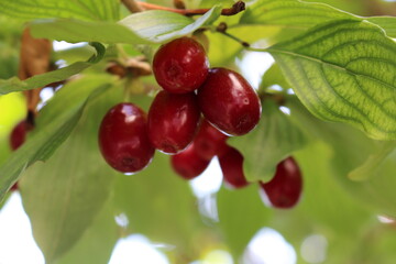 dogwood ripens on the tree, the season begins, a tasty and beautiful berry