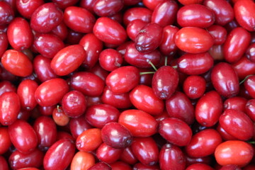 We have collected dogwood trees, a wonderful healthy berry, in our garden at home.