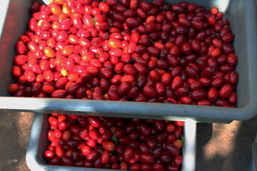 We have collected dogwood trees, a wonderful healthy berry, in our garden at home.