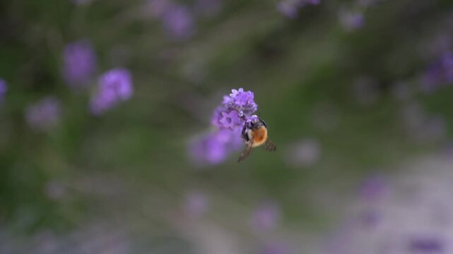 Macro of a bumblebee mid flight collecting nectar from blooming lavender flowers