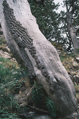 Close-Up of Weathered Tree Trunk with Bark Texture