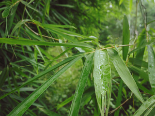 Fresh green bamboo leaves for nature and environment background.