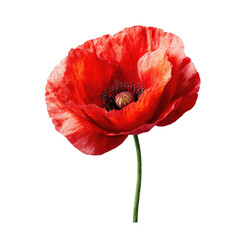 Red poppy flower, close-up, black background, studio shot, remembrance